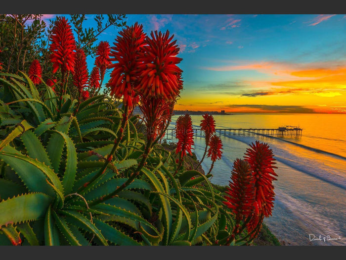 Aloe Twilight - Living Room