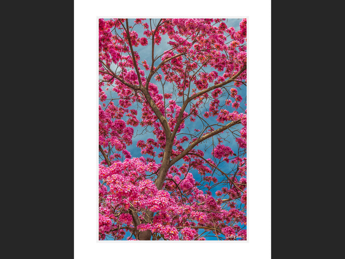 Color Blossoms