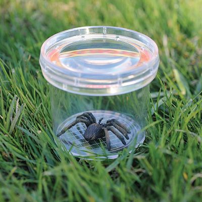 Clear plastic bug viewer with a magnifying lid on green grass, containing a small toy spider on a grid base.